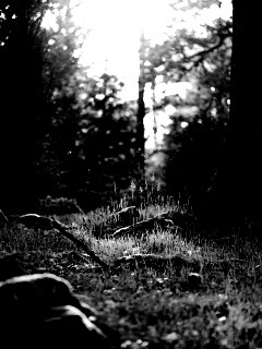 Лето в лесу обои