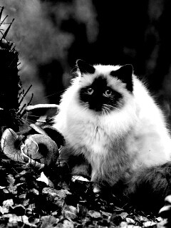 Пушистый кот среди пожелтевшей листвы обои