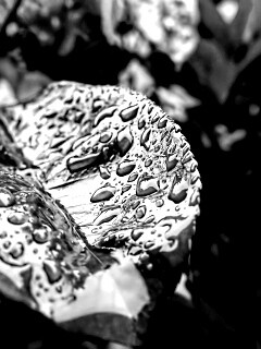 Красный лист в каплях воды обои