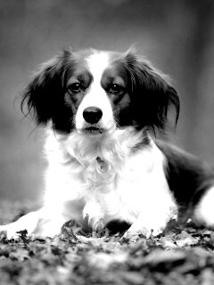 Собака на ковре из осенних листьев обои