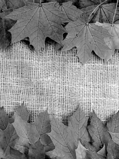 Желтые кленовые листья на холсте обои