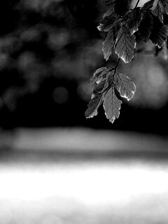 Осенний парк обои