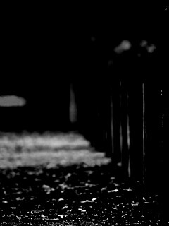 Аллея усеянная листвой обои