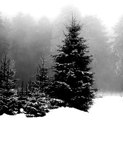 Ёлки в сугробах обои