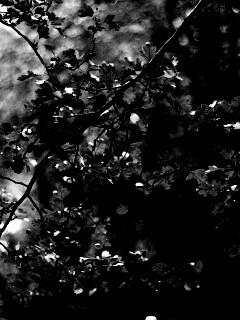 Дубовая зеленая листва обои