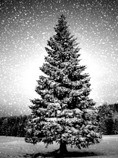 Ель в снегопад обои