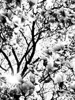 Магнолия обои