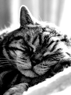 Спящий кошак обои