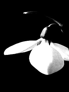 Белый цветок обои