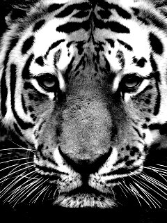 Купание тигра обои