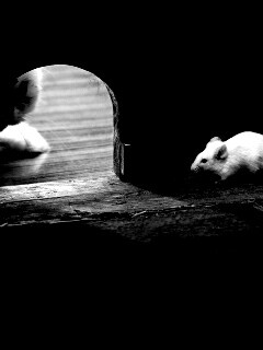 Кошки - мышки обои