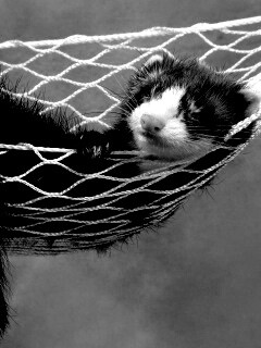 Хорек в гамаке обои