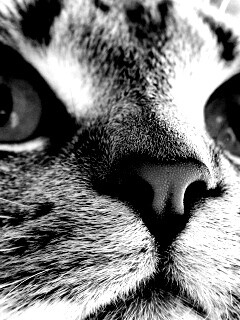 Кошачья мордочка обои