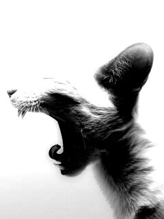 Кошака-зевака обои