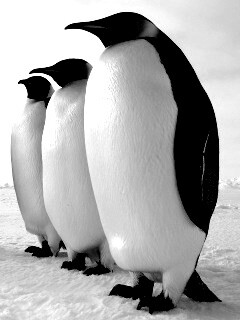 Слет пингвинов обои