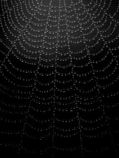 Роса на паутине обои