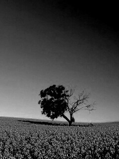 Дерево в поле обои