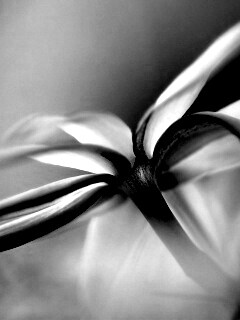 Цветок обои