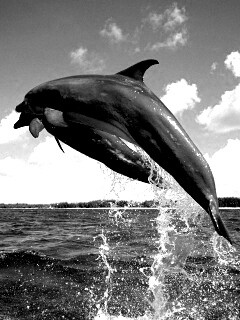 Дельфины обои