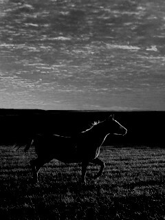 Мустанг обои