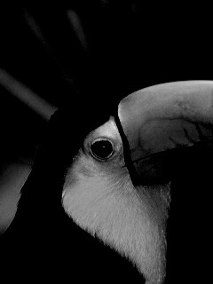 Грустный желтогрудый тукан обои