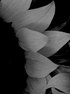 Подсолнухи обои