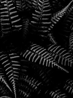 Папоротник обои