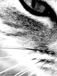 Кошачий глаз обои