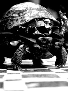 Черепахбургер обои