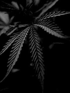 Марихуана обои