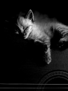 Котенок на гитаре обои