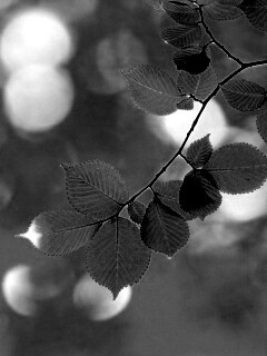 Зеленая ветка с листьями обои