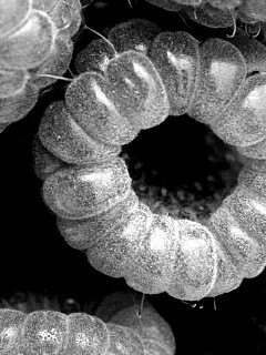 Малина обои