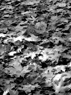 Листья клена обои