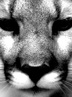 Взгляд большой кошки обои