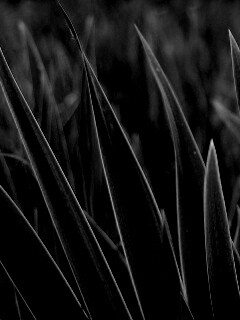 Идеальная зелень обои