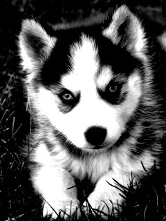 Голубоглазый щенок хаски обои