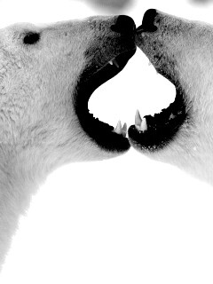 Полярные медведи обои