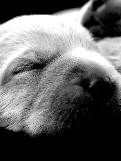 Мордочки симпатичных щенков обои