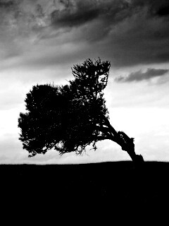 Склоненное дерево обои