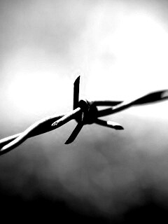 Фото колючей проволоки обои