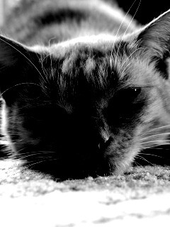 Кошара обои