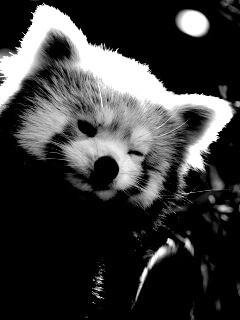 Красная панда подмигивает обои