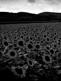 Живописное поле подсолнухов обои