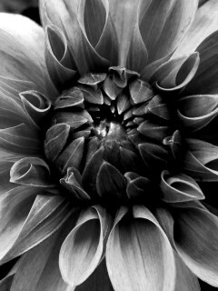 Аленький цветочек обои