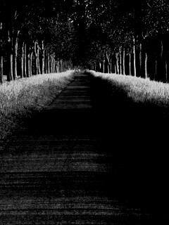 Живописная аллея обои