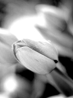 Красивый тюльпан обои