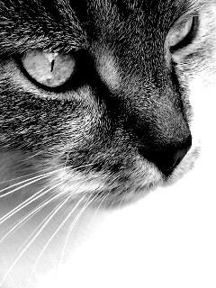 Очень красивый кот обои