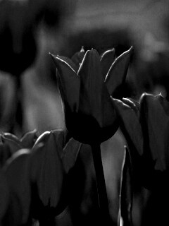 Красные цветы обои