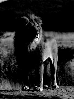 Царь зверей обои